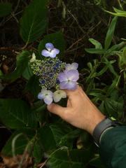 Hydrangea macrophylla normalis