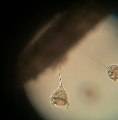 Vorticella campanula