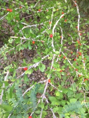 Schaefferia cuneifolia