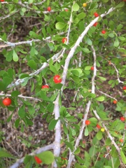 Schaefferia cuneifolia