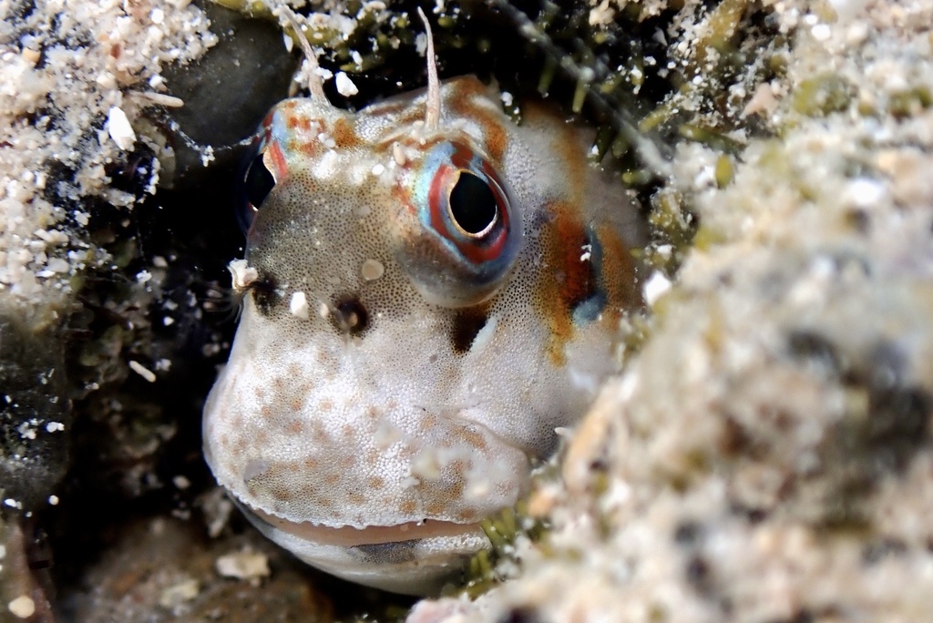 Jewelled Rockskipper Bluedash Rockskipper (Blenniella paula) - Marine Life Identification