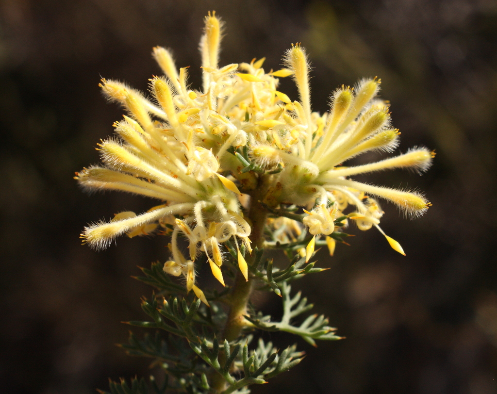 Petrophile serruriae