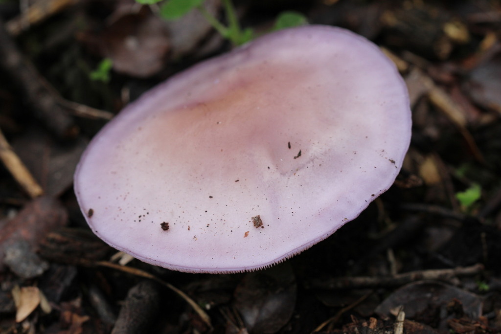 Collybia nuda · June 2022 · photo: © cesar383 (iNaturalist, cc-by-nc)