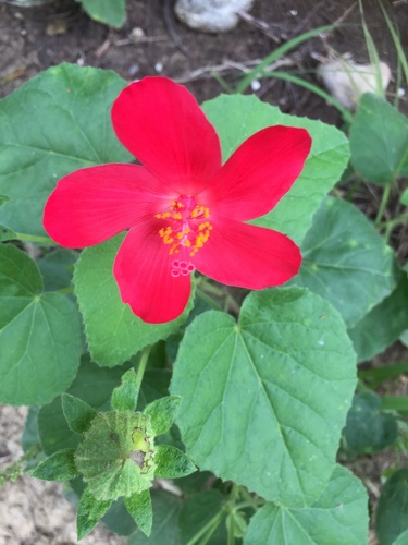 Heart Leaf Hibiscus