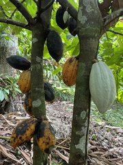 Theobroma cacao image