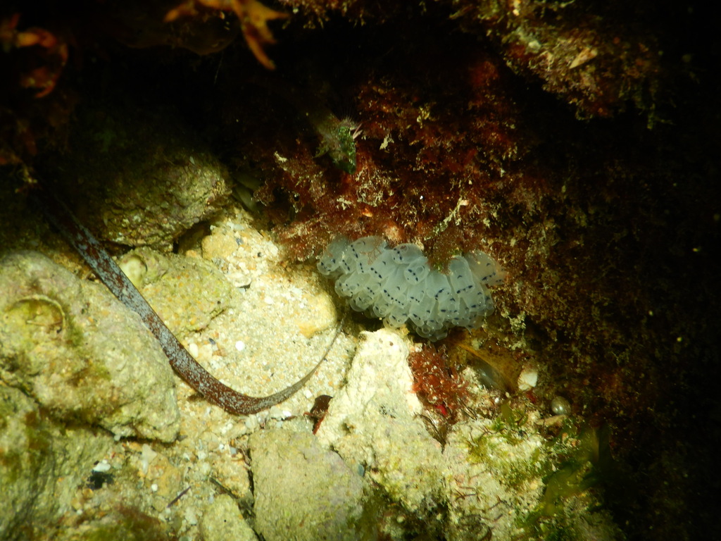 Clavelina moluccensis