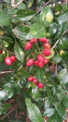 Murraya paniculata