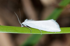 White Rush Moth