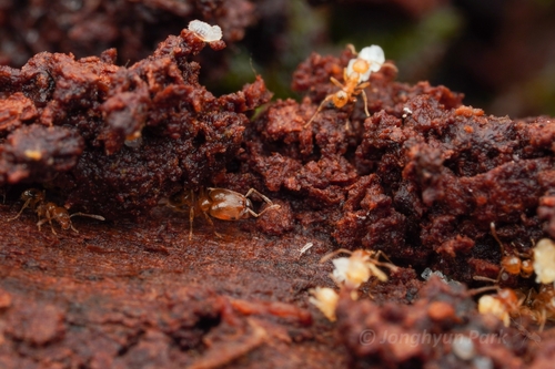 Pheidole merimbunPheidole merimbun