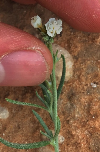 Fragrant heliotrope (Euploca greggii)