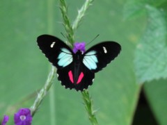Parides childrenae