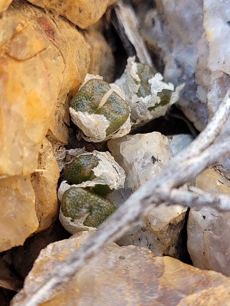 Conophytum ectypum