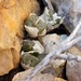 Conophytum ectypum - Photo (c) Ismail Ebrahim, some rights reserved (CC BY-NC), uploaded by Ismail Ebrahim
