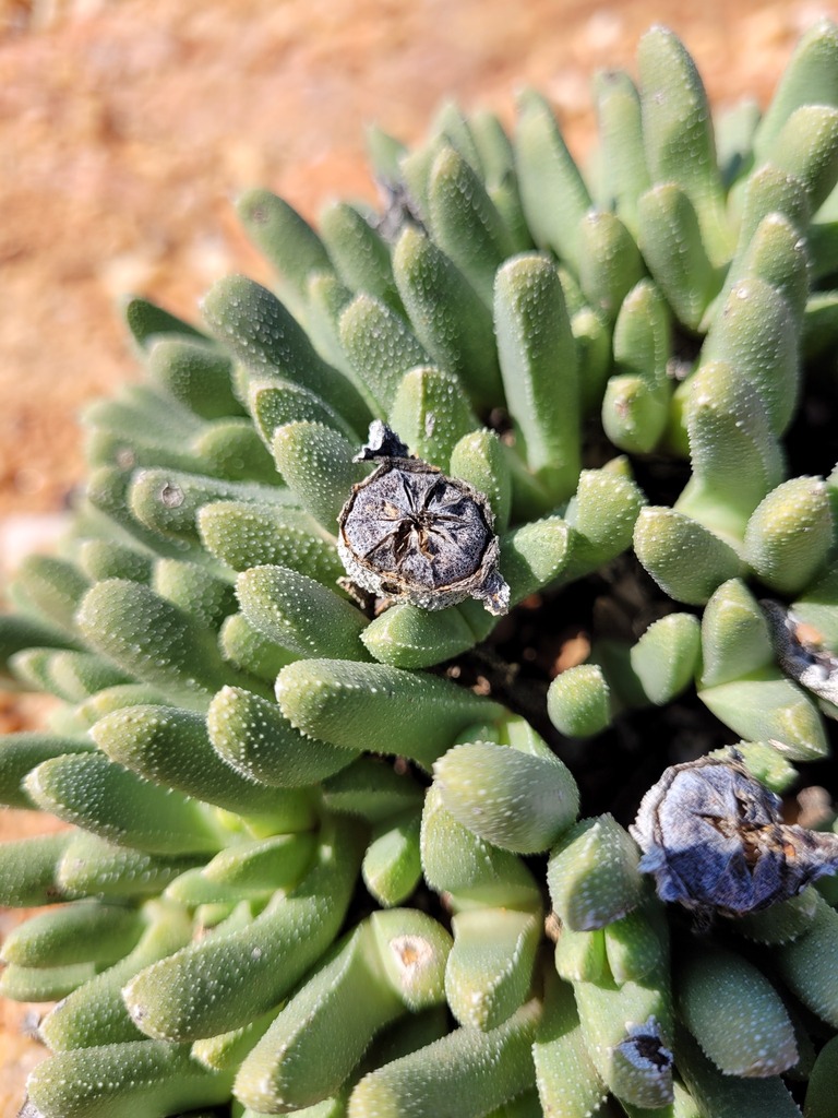 Cheiridopsis aspera
