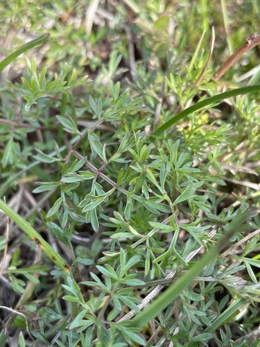 Bladder Desert-parsley foliage