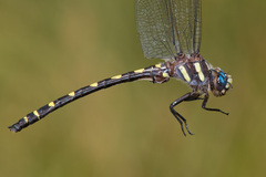 Cordulegaster dorsalis