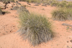 Macrochloa tenacissima image