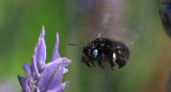 Alloscirtetica