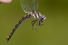 Cordulegaster dorsalis