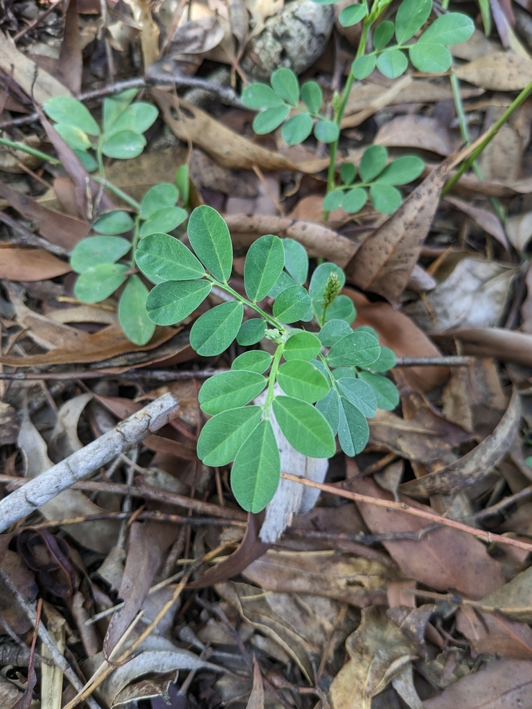 Creeping Indigo from Camp Hill QLD 4152, Australia on March 14, 2023 at 0248 PM by Luke Hardy
