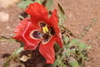 Red Horned Poppy - Photo (c) hadjira-benmebarek, some rights reserved (CC BY-NC)