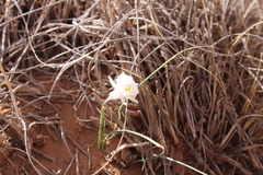 Narcissus cantabricus image