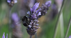 Alloscirtetica