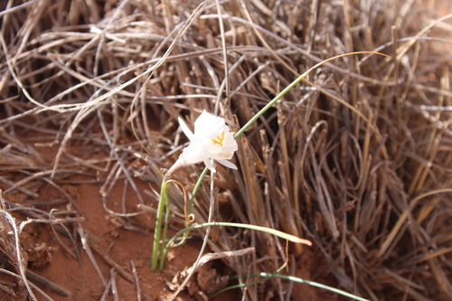 Amaryllidaceae image