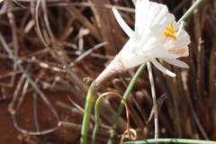 Narcissus cantabricus image
