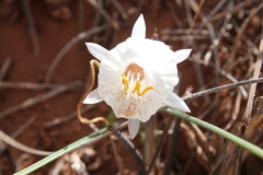 Image of Narcissus cantabricus