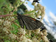 Sangalopsis microleuca