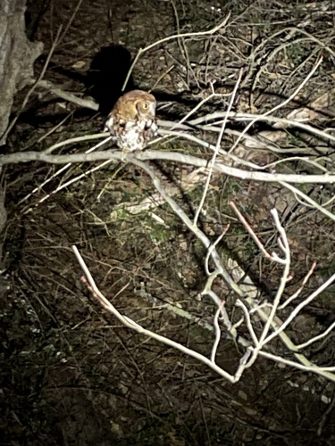 Eastern Screech-Owl photographed in Maryland