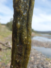Charophyta
