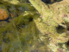 Charophyta