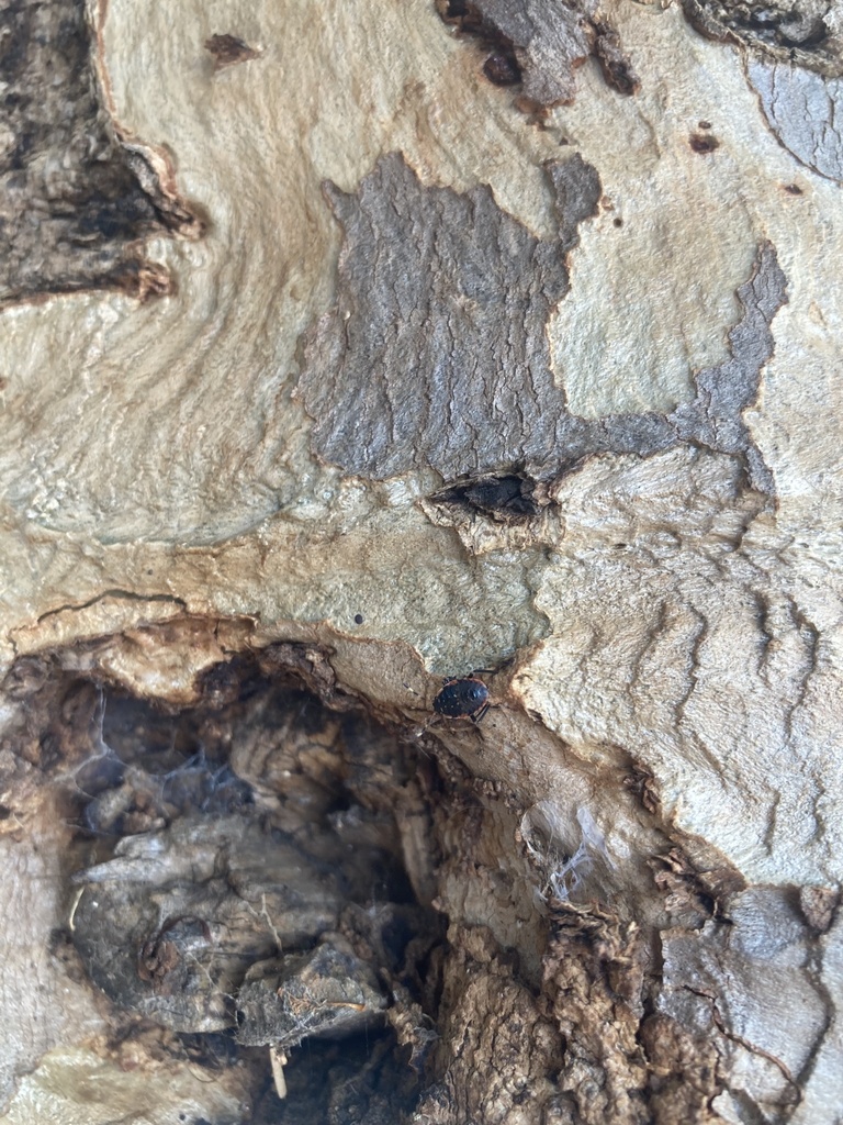 Insects from Mornington Croquet Club, Mornington, VIC, AU on March 18, 2023 at 0344 PM by