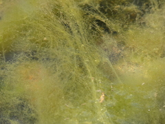 Charophyta