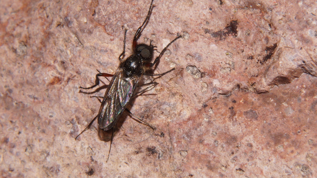 Bibio intermedius