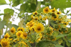 Smallanthus pyramidalis