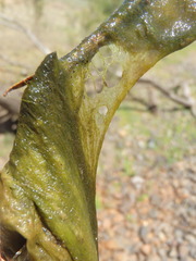 Charophyta