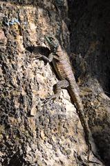 Amazon Lava Lizard photo 4