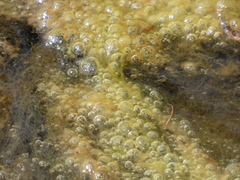Charophyta