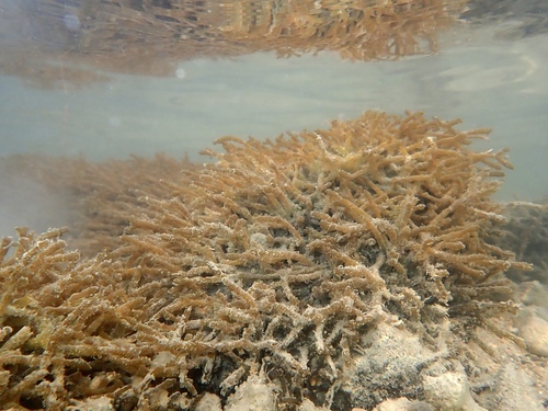 Gracilaria salicornia