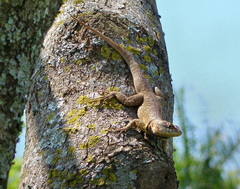 Amazon Lava Lizard photo 5