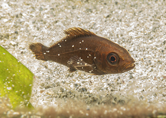 Lemonfish photo 3