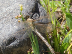 Hemigomphus