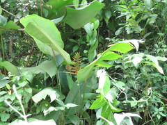 Heliconia librata