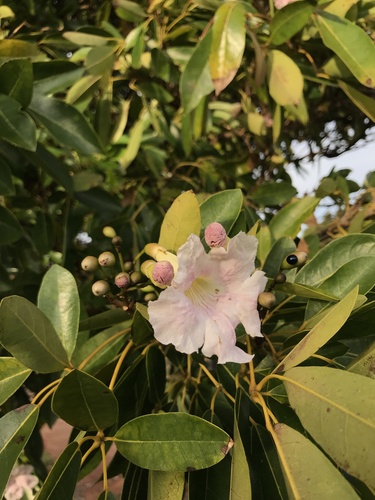 Tabebuia rosea observed 2023-03-17