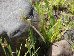 Hemigomphus