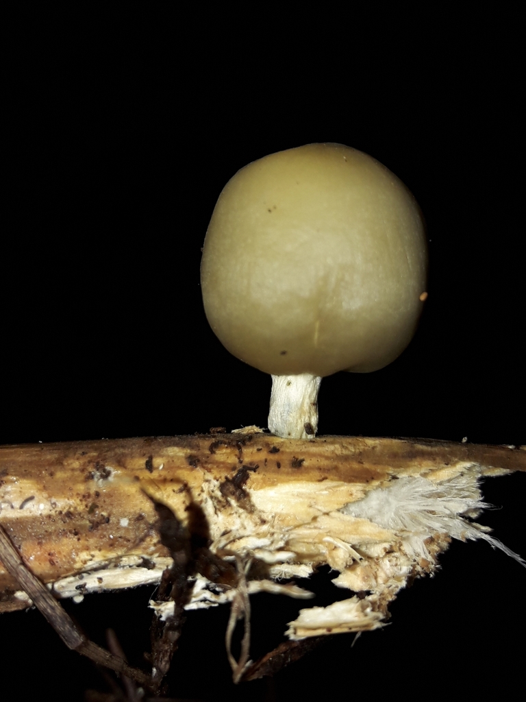 Psilocybe weraroa from Hataitai, Wellington, New Zealand on March 18 ...