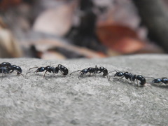 Neoponera